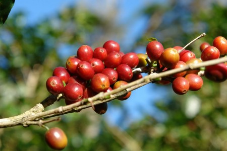 coffee-arabica-ethiopia-450x300